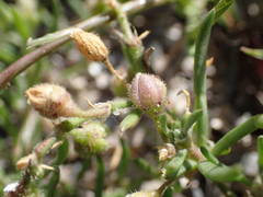 Spergularia nicaeensis