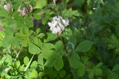 Trifolium clypeatum