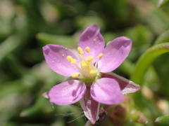 Spergularia nicaeensis