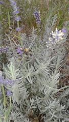 Bombus impatiens