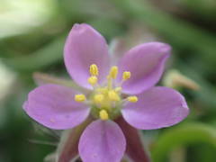 Spergularia nicaeensis