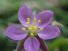 Spergularia nicaeensis