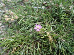 Spergularia nicaeensis
