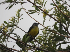 Tyrannus melancholicus