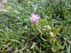Spergularia nicaeensis