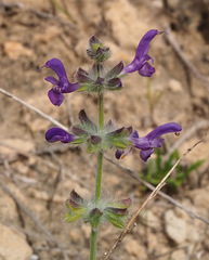 Salvia lanigera