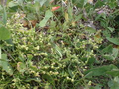 Spergularia nicaeensis