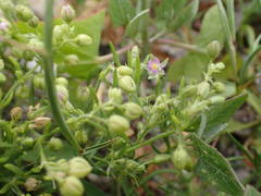 Spergularia nicaeensis