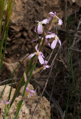 Matthiola longipetala livida