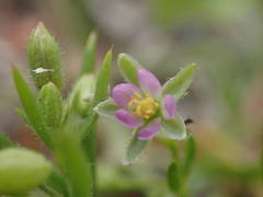 Spergularia nicaeensis