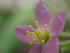 Spergularia nicaeensis