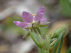 Spergularia nicaeensis