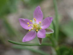 Spergularia nicaeensis