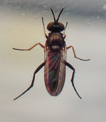 Rhaphium lugubre