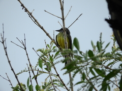 Tyrannus melancholicus