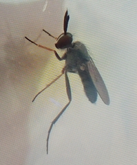 Rhaphium lugubre