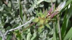 Trifolium clypeatum