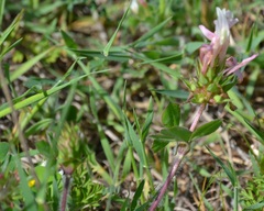Trifolium clypeatum