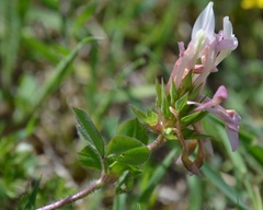 Trifolium clypeatum