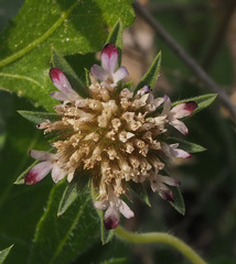 Pterocephalus brevis