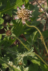 Pterocephalus brevis