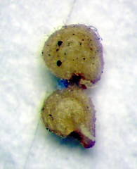 Spergularia bocconei