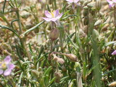 Spergularia bocconei