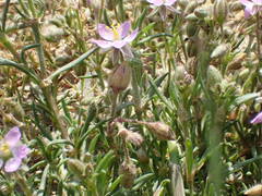 Spergularia bocconei