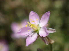 Spergularia bocconei