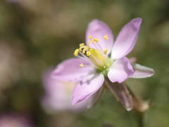 Spergularia bocconei