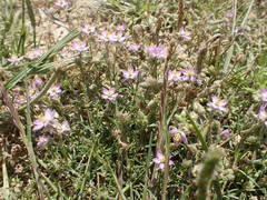 Spergularia bocconei