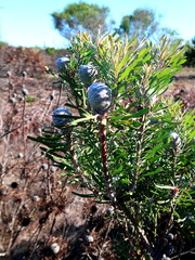 Leucadendron galpinii