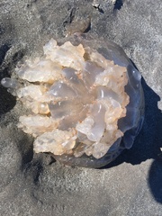 Rhizostomatoidea