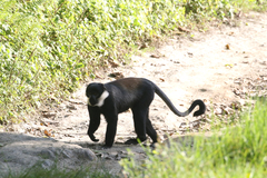 Allochrocebus lhoesti