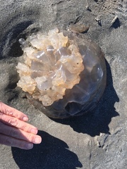 Rhizostomatoidea