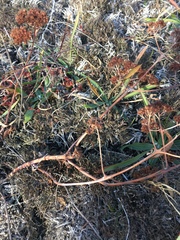 Hylotelephium telephium