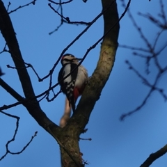 Dendrocopos major
