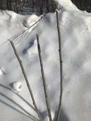 Salix × reichardtii