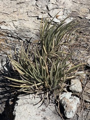 Agave schottii schottii