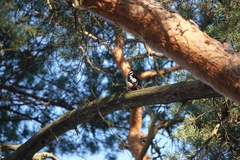 Dendrocopos major