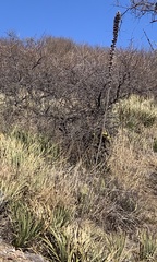 Agave schottii schottii