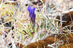 Gentianeae