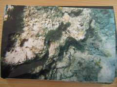 Pycnochromis dimidiatus