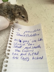 Chaetodipus penicillatus