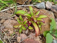 Orostachys maximowiczii