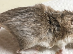 Chaetodipus penicillatus