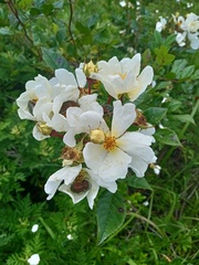 Rosa maximowicziana
