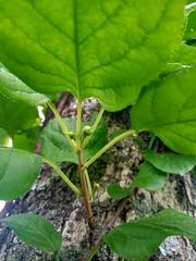 Celastrus flagellaris