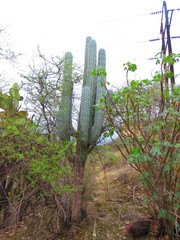 Pachycereus weberi