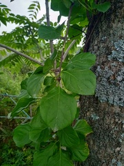 Celastrus flagellaris